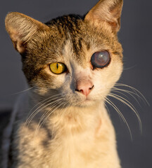 Cat Shelter Animal Rescue Vertical