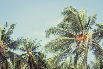 Fototapeta na wymiar Big tall coconut trees on the beach by the sea