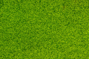 Obraz premium Green artificial grass natural