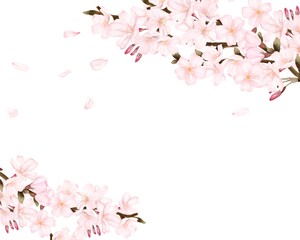 Obraz na płótnie Canvas 花びらが散る桜　風景　水彩風イラスト