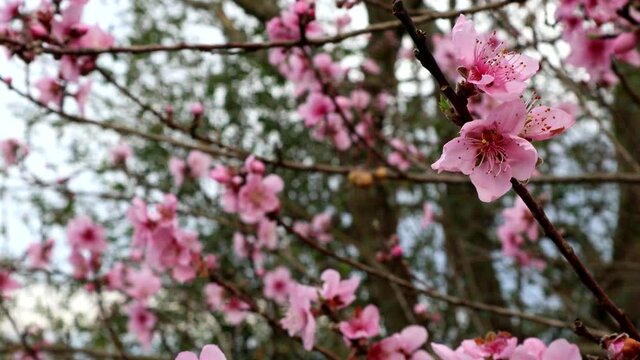 Vivid pink peach tree blossoms in the spring