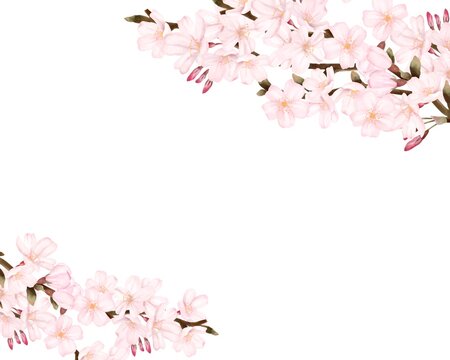 上下に桜の木　風景　水彩風イラスト
