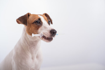 Little dog Jack Russell Terrier with a syringe in his mouth on a white background