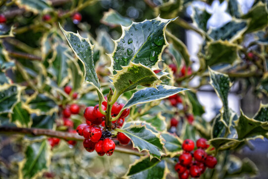 English holly with variegated leaves and red berried dotted with raindrops. 