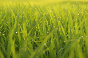 Dew Drops. The atmosphere in the morning the air feels fresh with warm morning sunlight that looks sparkling morning dew dew on  Rice plant in the tropical rice fields.