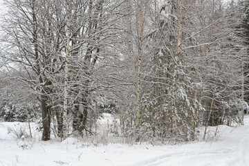 Obraz premium Forest covered by snow in Winter Landscape