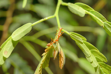 Red ants perched on a branch
