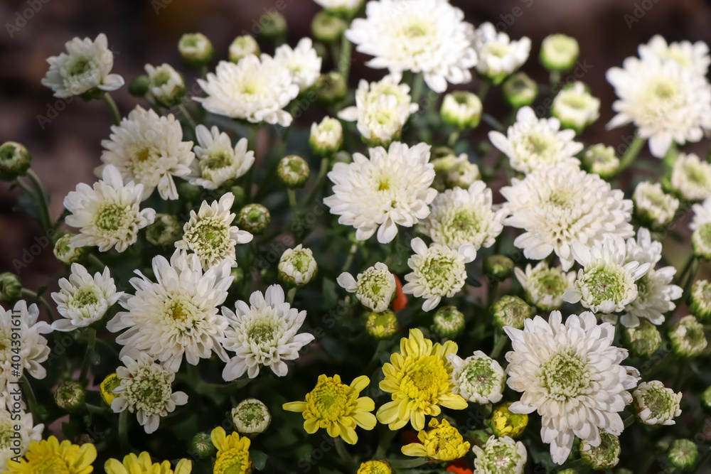 Sticker florist chrysanthemum flower