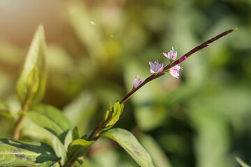 Vietnamese coriander flower