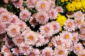 Florist Chrysanthemum flower