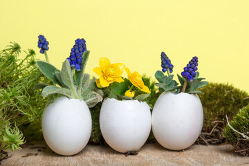 Obraz na płótnie Canvas Colorful spring flowers in egg shell flowerpot for Easter on yellow eco background with moss and wooden podium. Easter greeting card concept in trendy minimal style, copy space