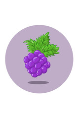 Grapes vector illustration