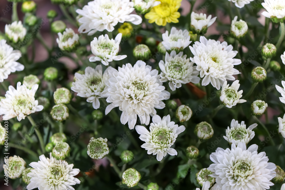 Canvas Prints Florist Chrysanthemum flower