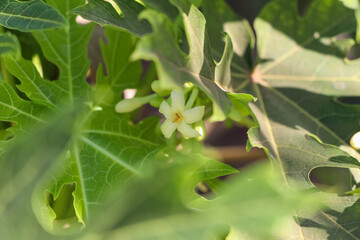 Carica papaya flower
