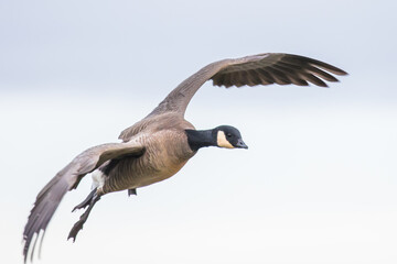 Endangered Dusky Canada Goose Prepares to Land in Oregon Refuge