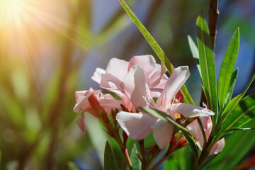 white Nerium oleander