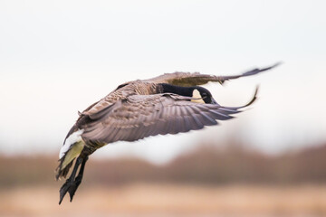 Endangered Dusky Canada Goose Prepares to Land in Oregon Refuge