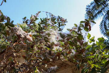 Spider web on trees