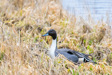 Male Northern Pintail Peaks Out of a Grassy Pond Edge