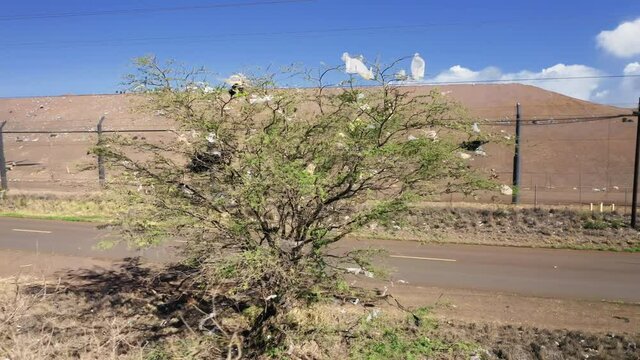 Strong wind blowing consumer garbage, used plastic bags stuck on branches of green tree at landfill. USA ecology, nature environment. Dramatic aerial of climate change, global warming concept video 4K