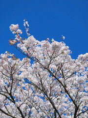 日本の春、桜と青空