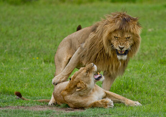 Fototapeta na wymiar Mating Lions Ngorongoro Crater
