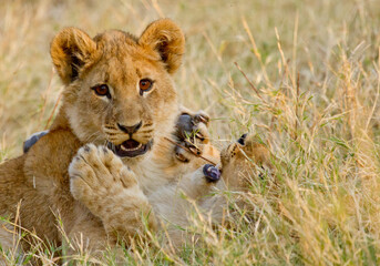 Lion Cub playing