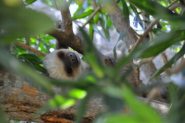 A sloth sleeping and hanging on a tree near Panama