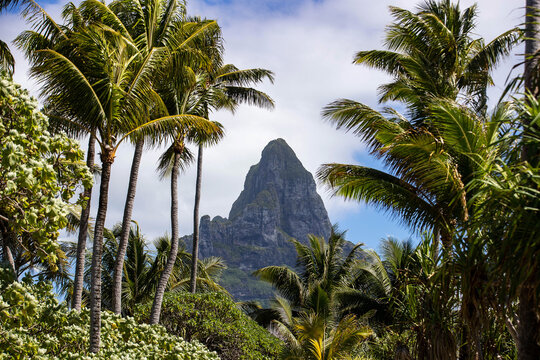 Mt. Otemanu on the beautiful tropical island of Bora Bora in French Polynesia. Many palm trees in the jungle frame the large landmark mountain