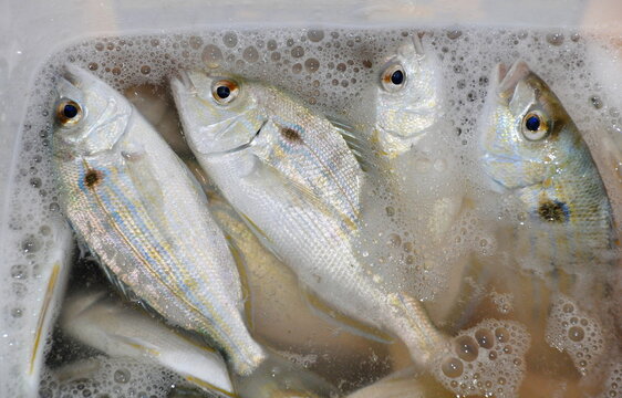 Pinfish For Live Baits To Catch Bigger Fish