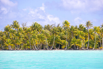 A remote tropical island with a palm tree jungle and a sandy beach surrounded by vibrant turquoise blue ocean water
