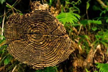 Obraz premium A stump in a Japanese forest