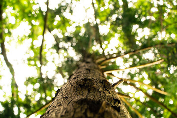 Japanese cedars seen from below