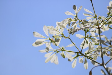 white christmas blossom