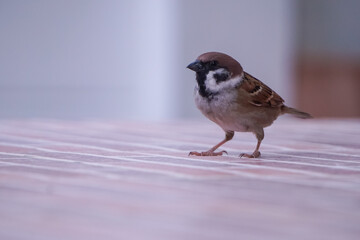 A sparrow standing on a tile floor.