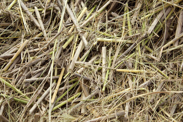 Straw Stacked After Harvest in autumn