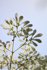 white christmas blossom
