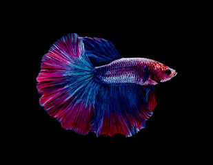Halfmoon Blue Red Betta splendens (Siamese fighting fish) .