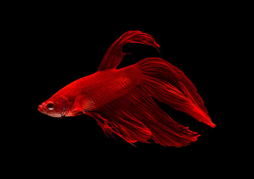 Super Red Veiltail Betta splendens fish (Siamese fighting fish) on black background.
