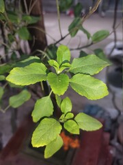 nice basil tree in the nurture