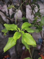 nice basil tree in the nurture