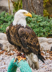 Bald eagle (Haliaeetus leucocephalus), Parque Condor, Otavalo, Ecuador