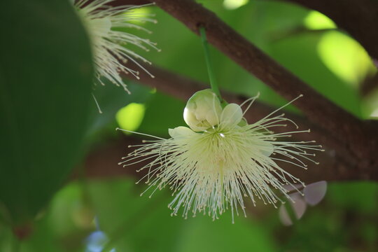 Java apple