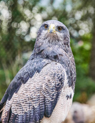Black-chested buzzard eagle (Geranoaetus melanoleucus), Parque Condor, Otavalo, Ecuador 