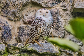 Snowy owl (Bubo scandiacus), Parque Condor, Otavalo, Ecuador