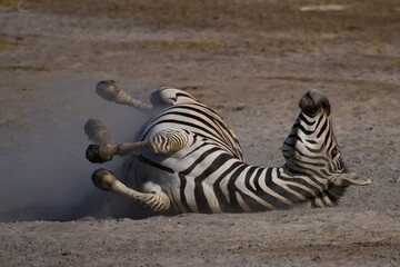 Fototapeta na wymiar Zebra rolling in dust bath