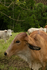 Fototapeta premium cow