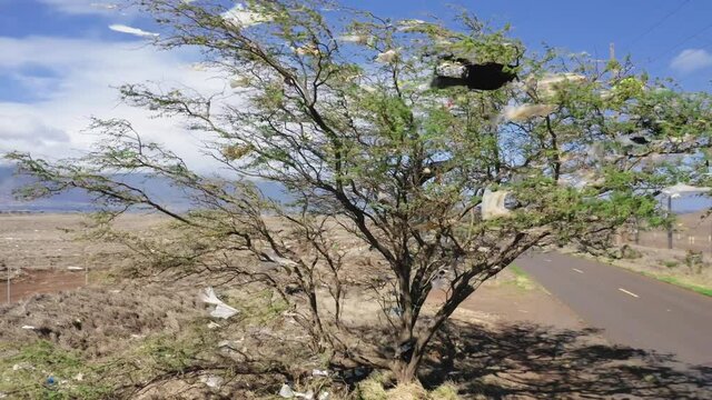Cinematic aerial of climate change, global warming concept footage 4K. Strong wind blowing consumer garbage, used plastic bags stuck on branches of green tree at landfill. Ecology, environment, USA