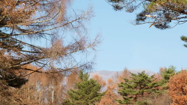 風に舞い、散る枯れ葉