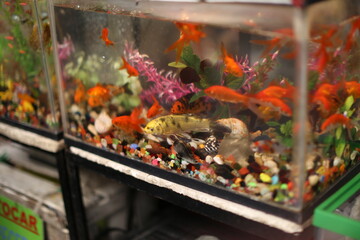 Aquarium with cichlids fish from lake malawi, Mercado mexico